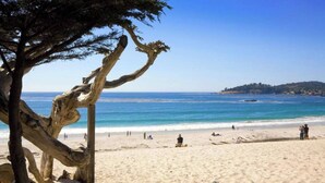 Una playa con un árbol grande y retorcido en primer plano, arena y mar tranquilo.