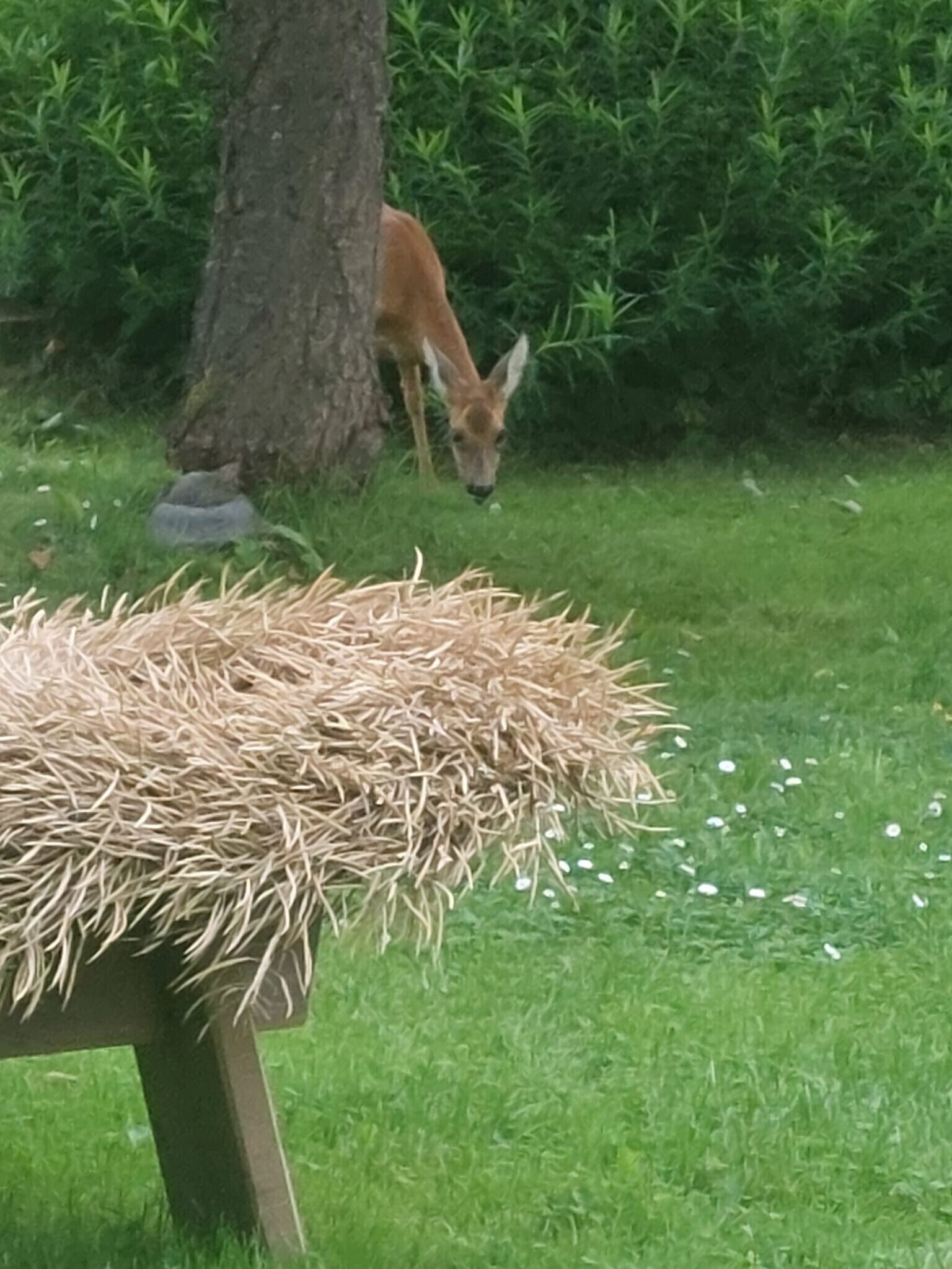 A deer grazing near a tree and a hay-covered table in a grassy area.