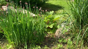 A garden with green plants and a wooden structure in the background. - Holiday Home 'Sommerhaus' with Private Terrace, Private Garden and Wi-Fi (Zülow)