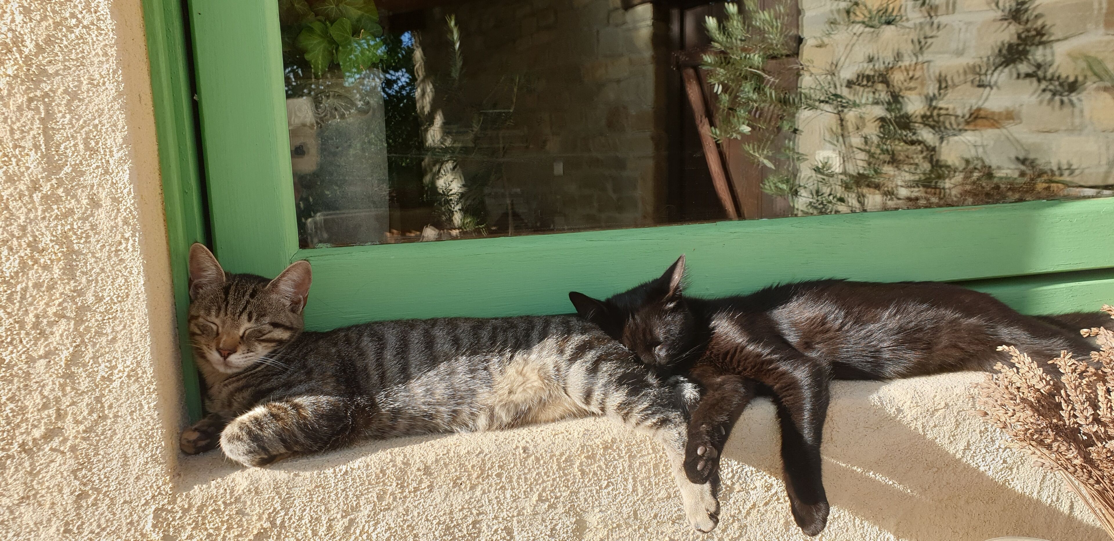 Two cats resting on a beige carpet near a green-framed window.