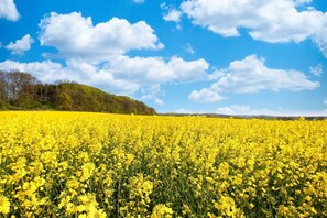 Imagen sin descripción, 5 de 49, botón