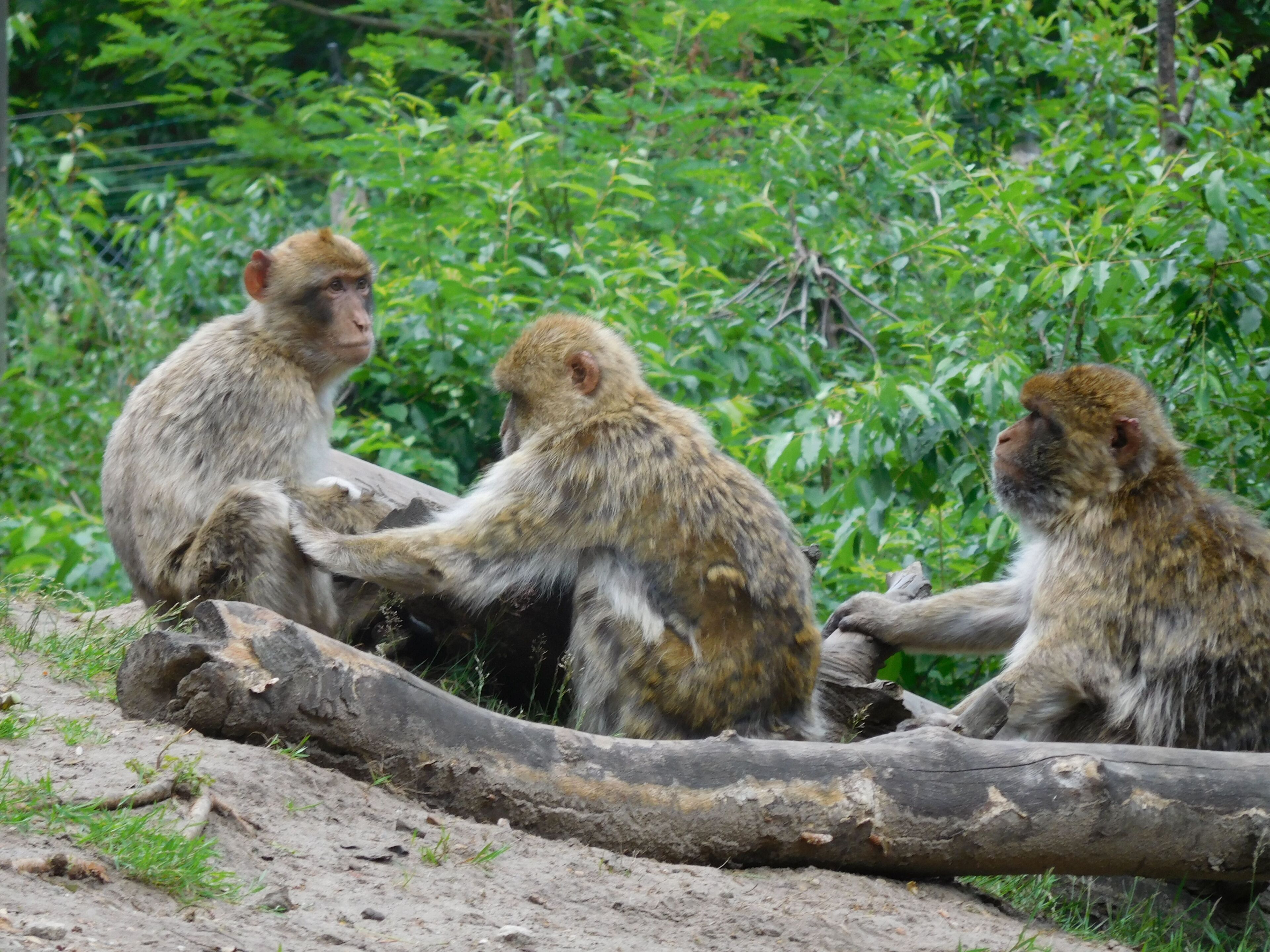 Tierpark Ueckermünde