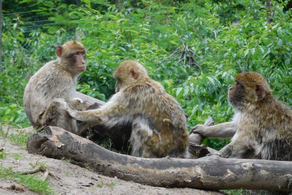 Tierpark Ueckermünde