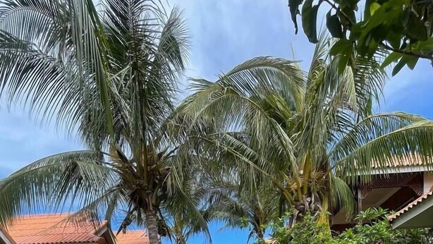 Un sendero conduce a un edificio con techo de tejas rojas, rodeado de exuberante vegetación y palmeras.