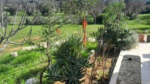 A garden with various plants and a stone bench. - Villa Maresca- countryside house in Carovigno (Puglia)