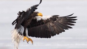 A bird in flight with outstretched wings and a yellow beak.