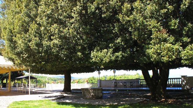 Terras