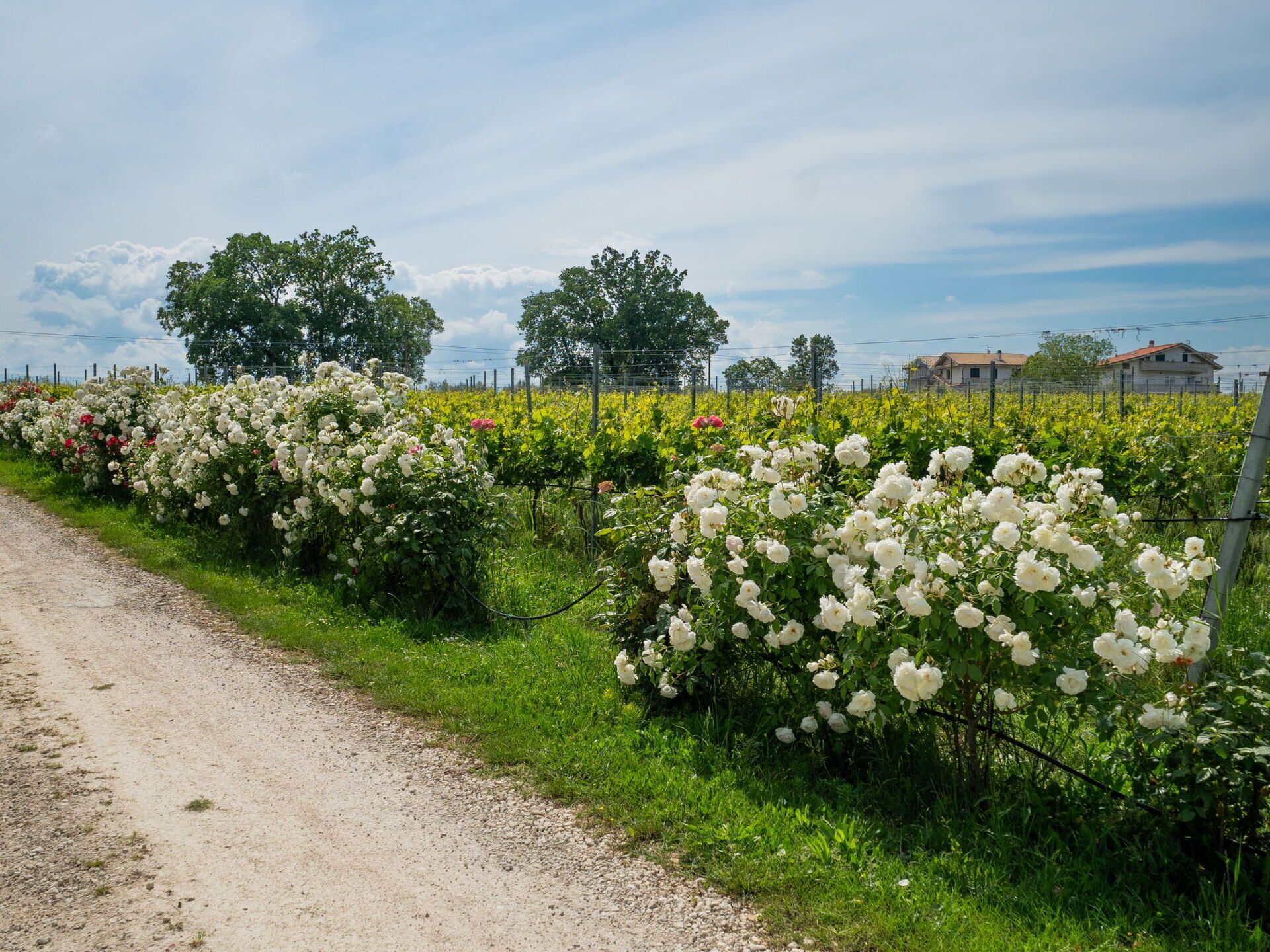 A rural road lined with white flowering bushes, a fence, and houses in the background.
