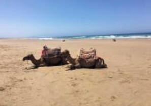Playa