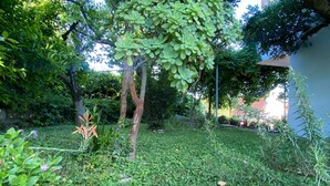 Un jardín con diversas plantas y árboles, un sendero de concreto y un edificio al fondo.