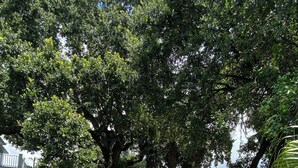 Un jardin luxuriant, avec des chaises en métal blanc, une grande variété de plantes et de grands arbres qui offrent de l’ombre.