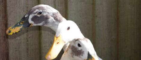 A group of ducks with white and grey feathers, and yellow beaks, in a wooden enclosure.