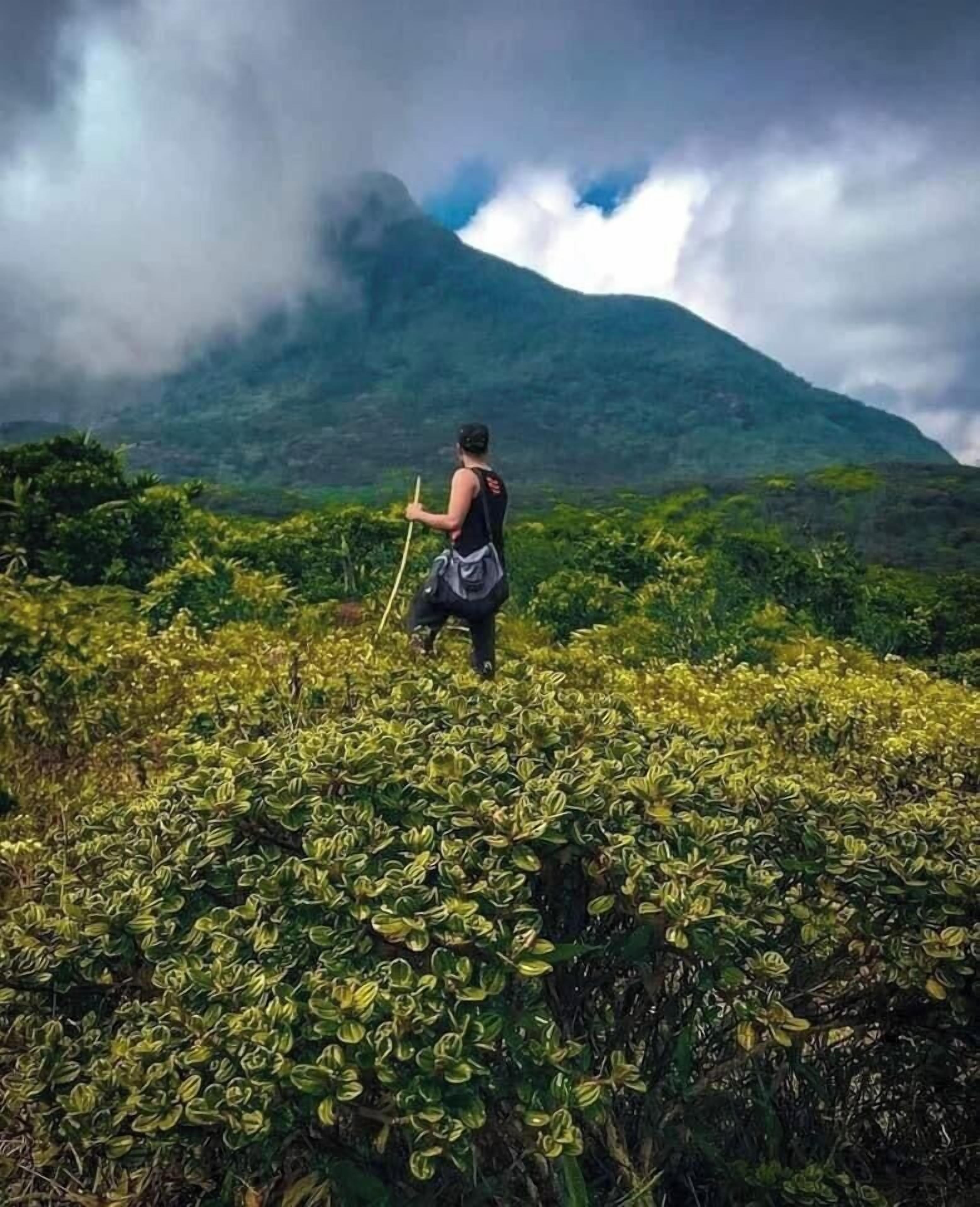 A person hiking in a lush green area with a mountain in the background.
