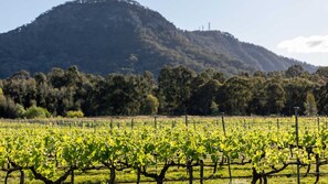 A vineyard with rows of grapevines and a mountain in the background.