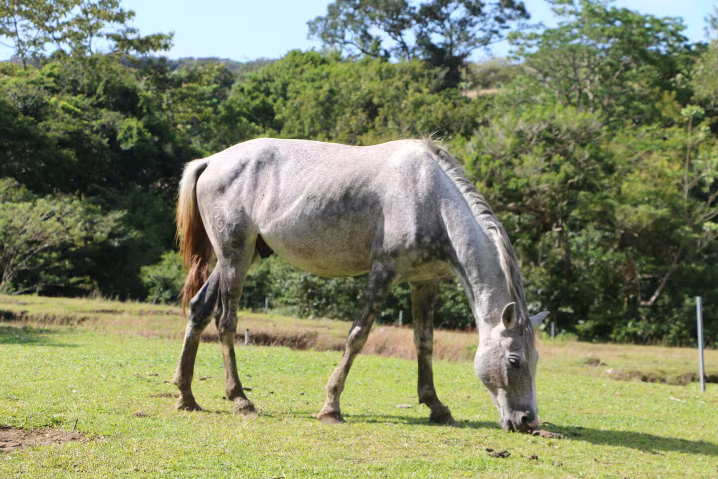 Un cheval broute dans un champ herbeux, avec des arbres en arrière-plan.