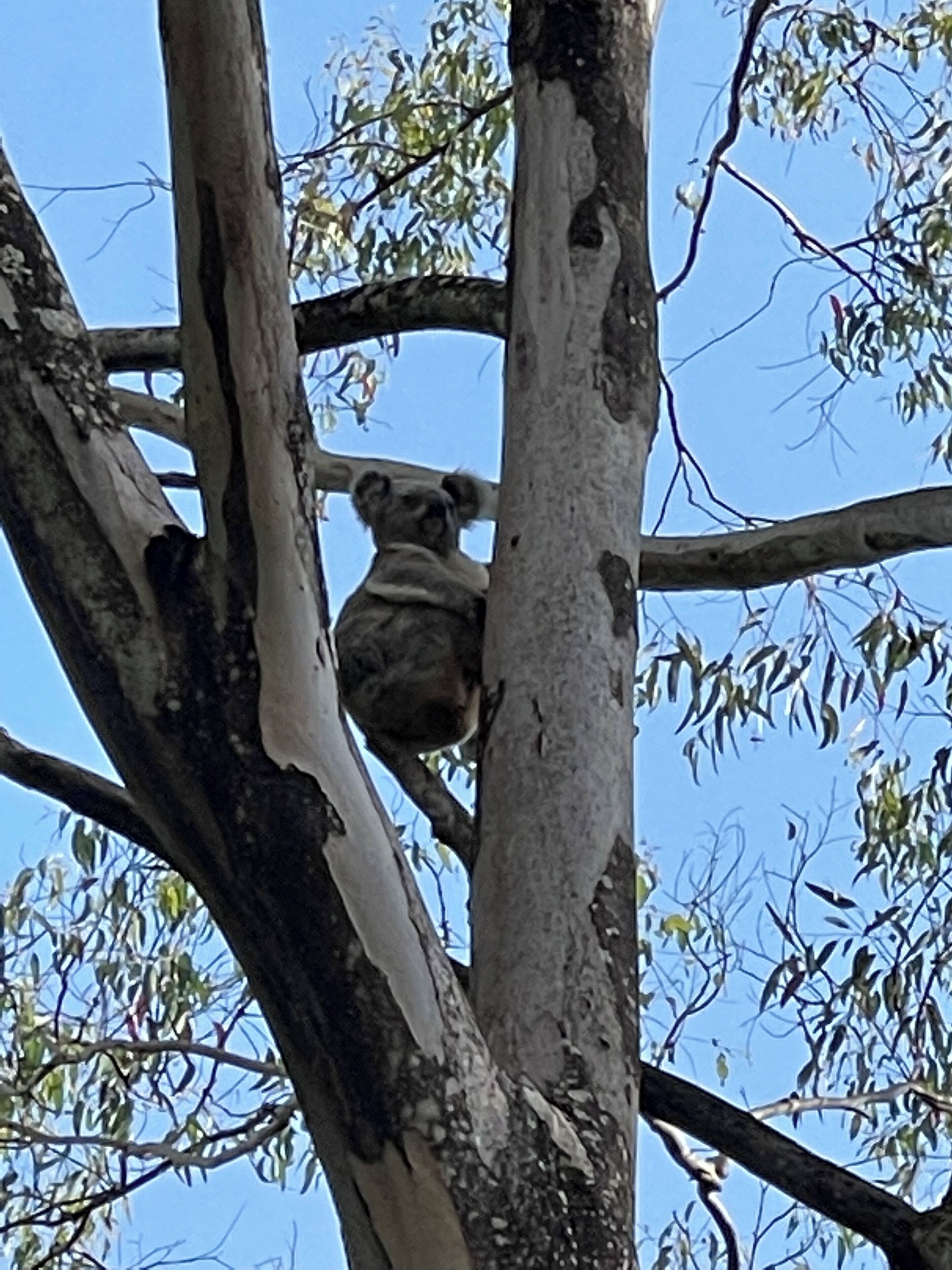 A koala clinging to a tree branch.