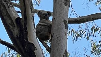 A koala clinging to a tree branch.