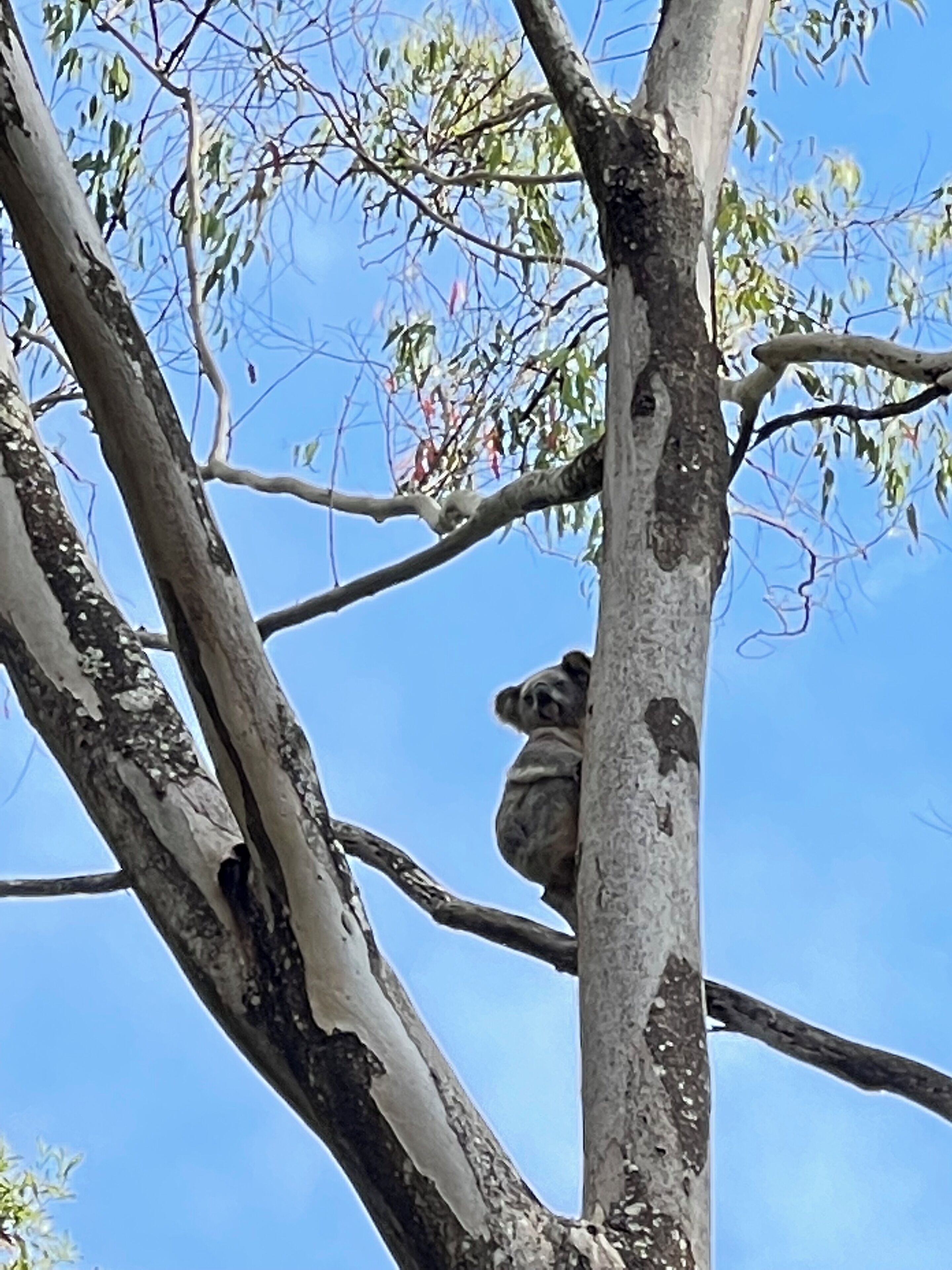 Ein Koala, der an einem Ast hängt.