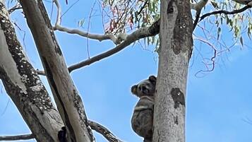 Ein Koala, der an einem Ast hängt.
