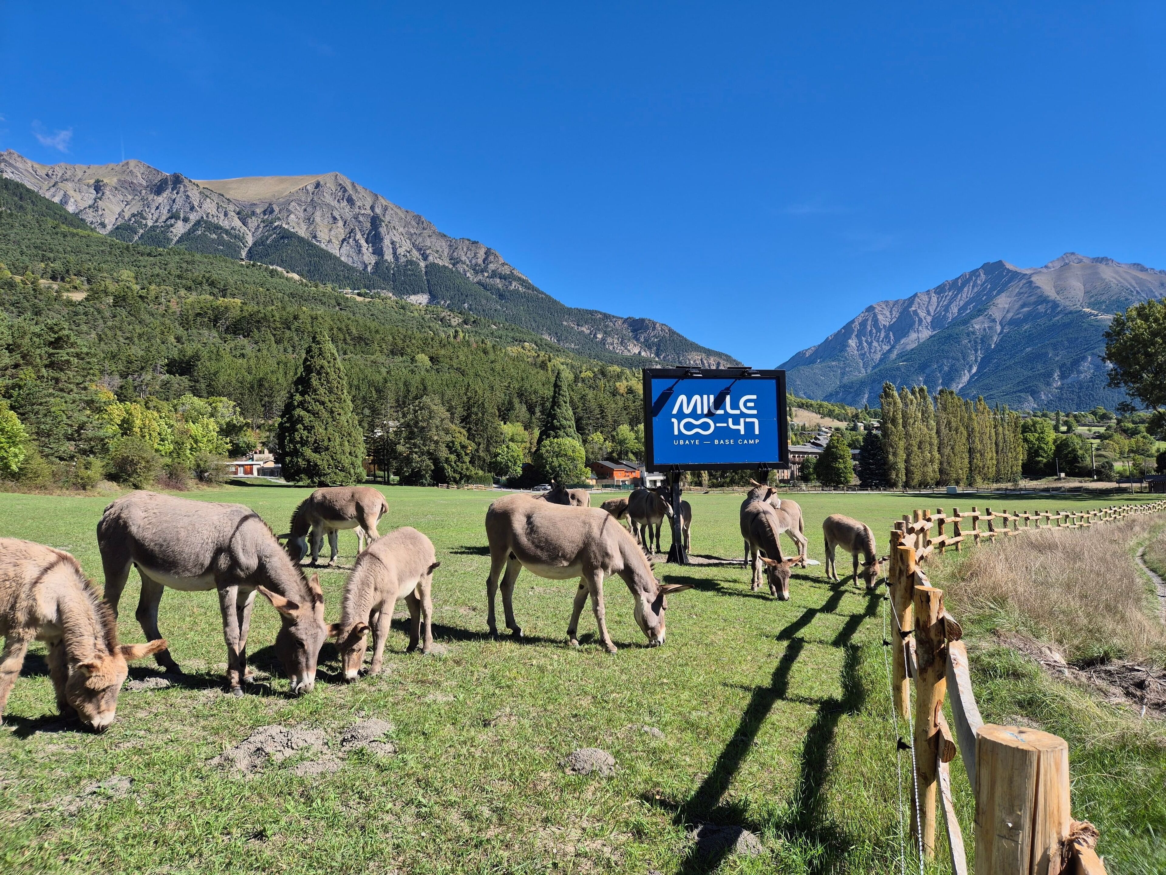 A sign for "Mille 100-47 UBAYE - BASE CAMP" in a mountainous area with grazing animals.