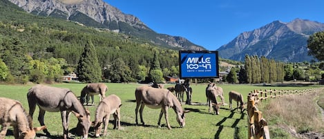 A sign for "Mille 100-47 UBAYE - BASE CAMP" in a mountainous area with grazing animals.