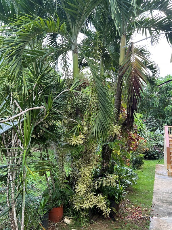 Overnatningsstedets område