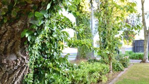 Ein Baum mit dichtem Grün und ein gepflegter Rasen im Hintergrund.