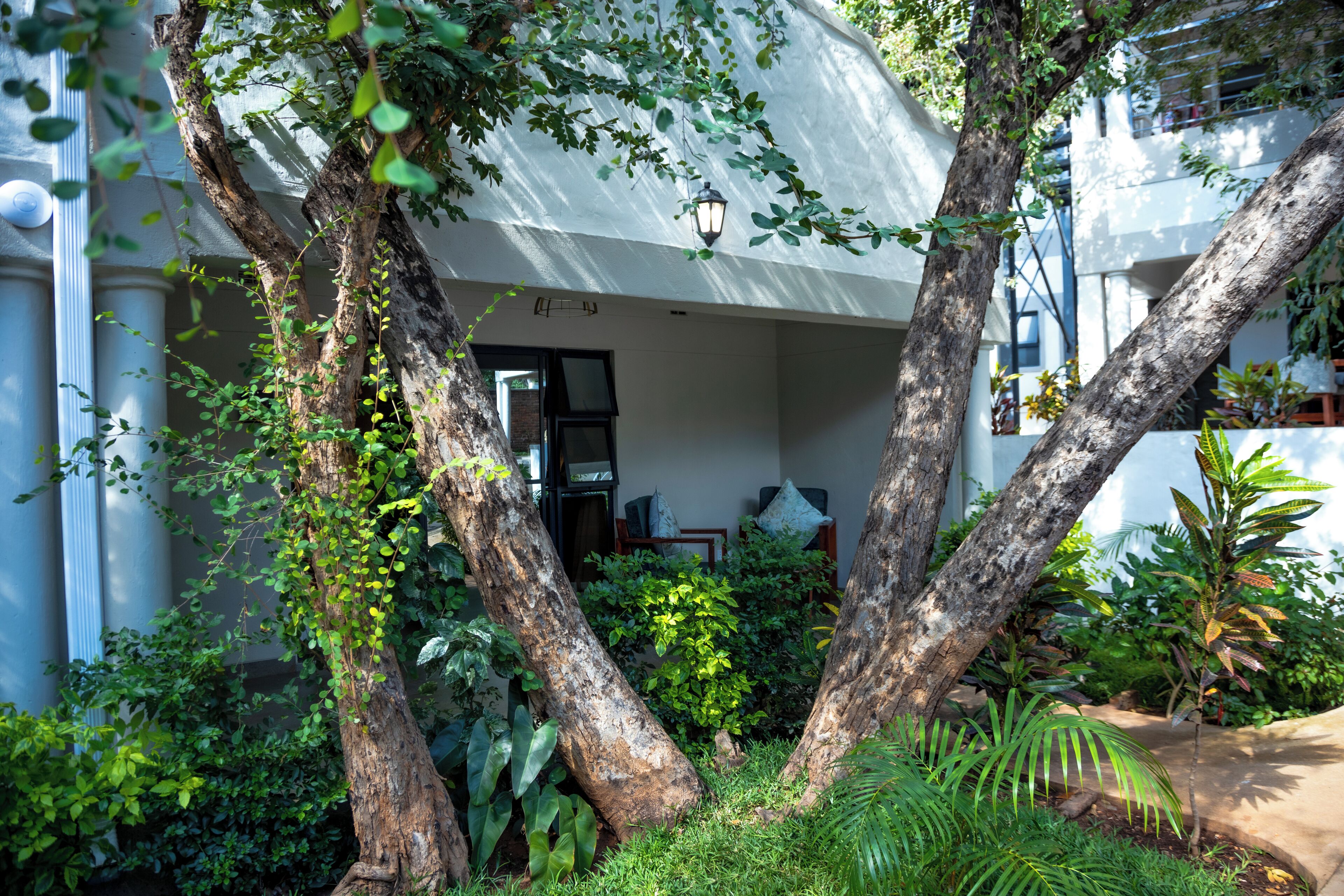 A courtyard with large trees, a covered seating area, and a pathway.