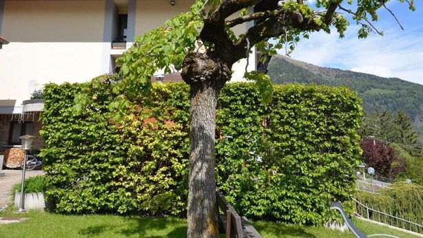 A well-maintained garden with a large tree, a bench, and a house in the background. - Hotel Sorriso  (Temu)