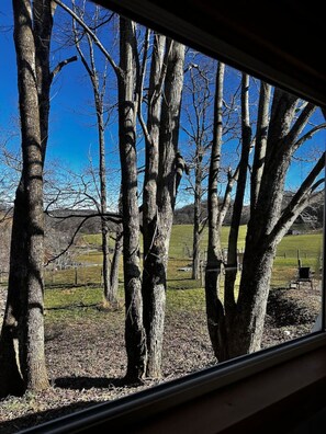 A view through a window of a forested area with bare trees and a clear blue sky.