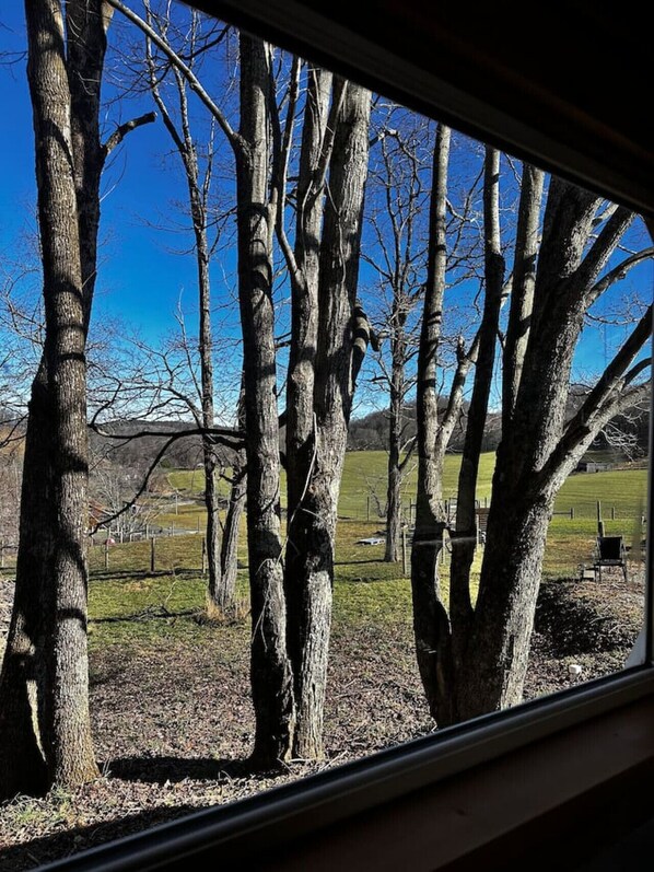 A view through a window of a forested area with bare trees and a clear blue sky. - Custom HorseTrailerTinyHome near Grayson Highlands (Mouth of Wilson)