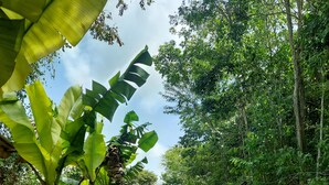 Un jardin avec des bananiers et un sentier bordé de gazon.