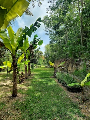 Property grounds - 2 bedroom camper, minutes from Aguadilla & Isabela beaches with AC and comfort. (Aguadilla)