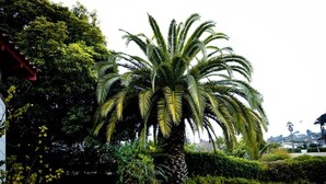 Un jardin bien entretenu, avec un palmier majestueux, une végétation luxuriante et une pelouse soigneusement taillée.