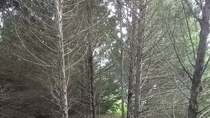 Une zone boisée avec un foyer en pierre, entouré de rochers et de feuilles mortes.