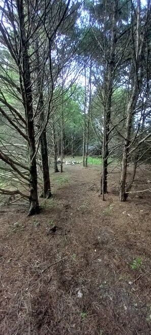 Miscellaneous - Lonely Pine @B Berry Farms (Elkland)