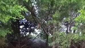 Un espace extérieur aménagé, avec des arbres et de l’herbe.