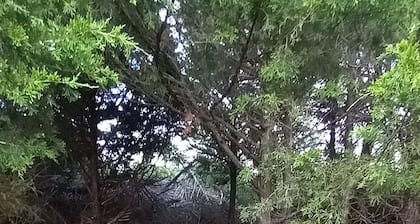 Lonely Pine @B Berry Farms