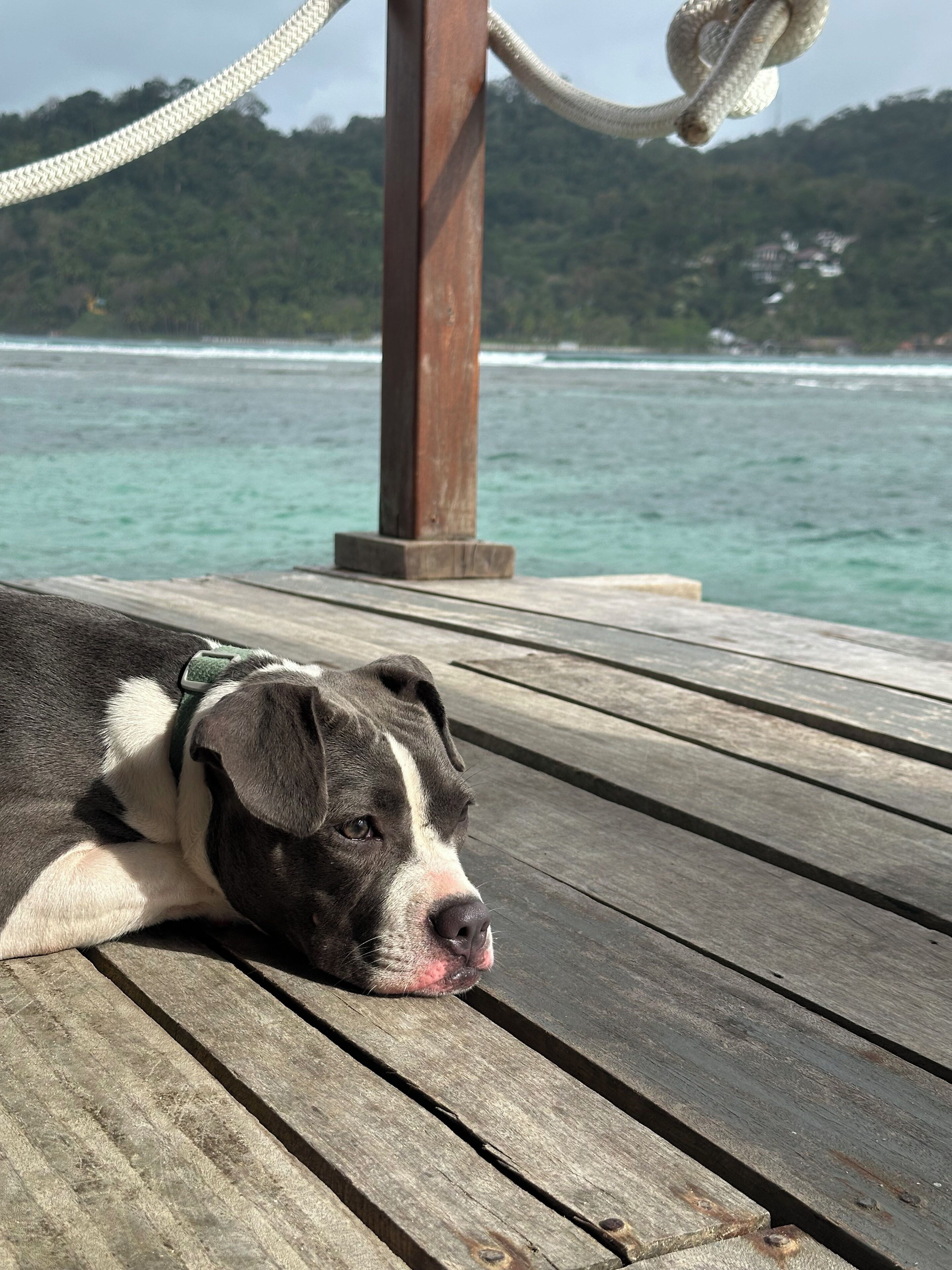 A dog resting on a wooden deck with a rope tied to a wooden post, overlooking a body of water and a forested hill in the background.