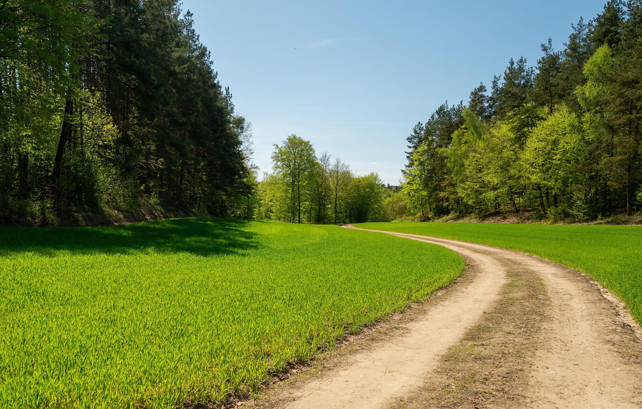 A dirt road curving through a green field with trees on both sides.
