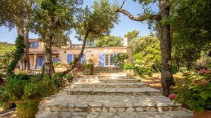 A stone staircase leading to a building with blue shutters, surrounded by trees and potted plants.