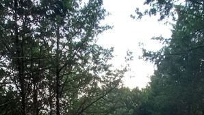 Un claro en el bosque con un brasero rodeado de árboles.