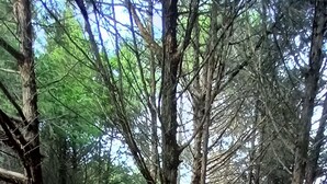 Zona boscosa con un sendero de tierra y rocas dispersas.