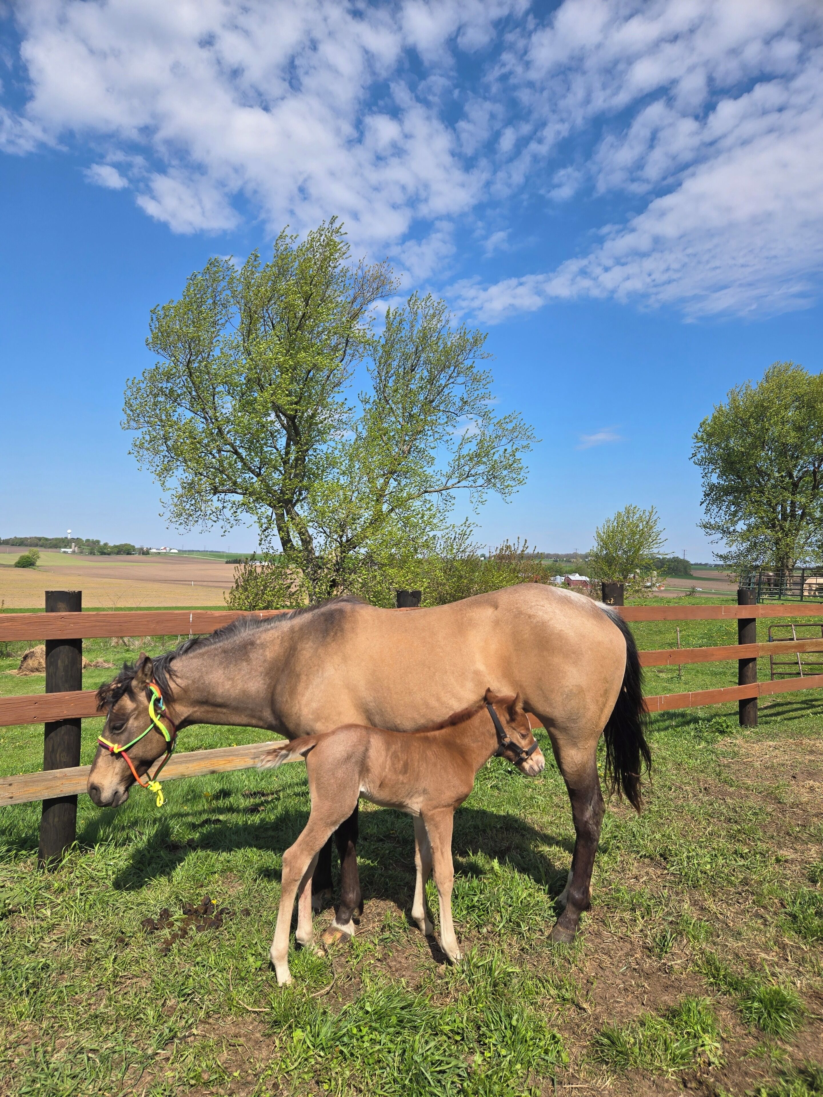 A horse and foal in a fenced pasture with trees and open fields in the background.