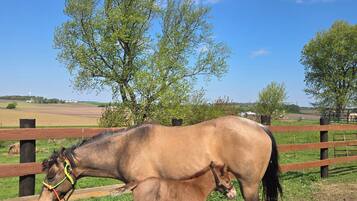 A horse and foal in a fenced pasture with trees and open fields in the background.