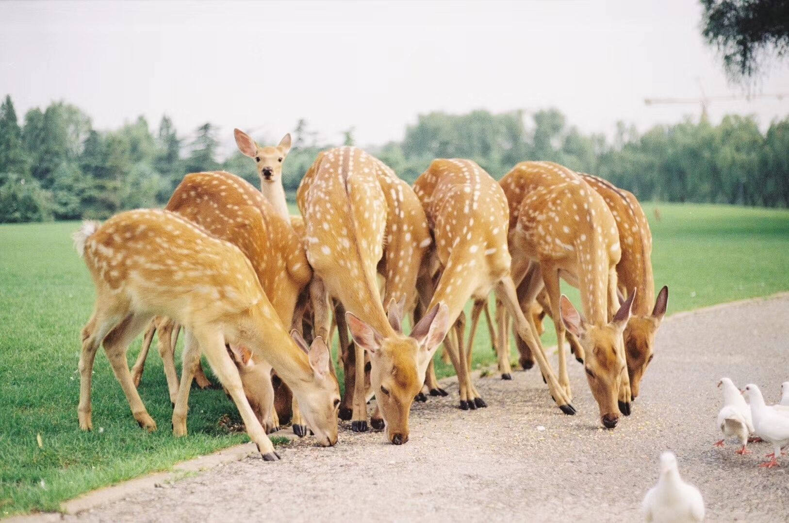 A group of deer grazing on a roadside.