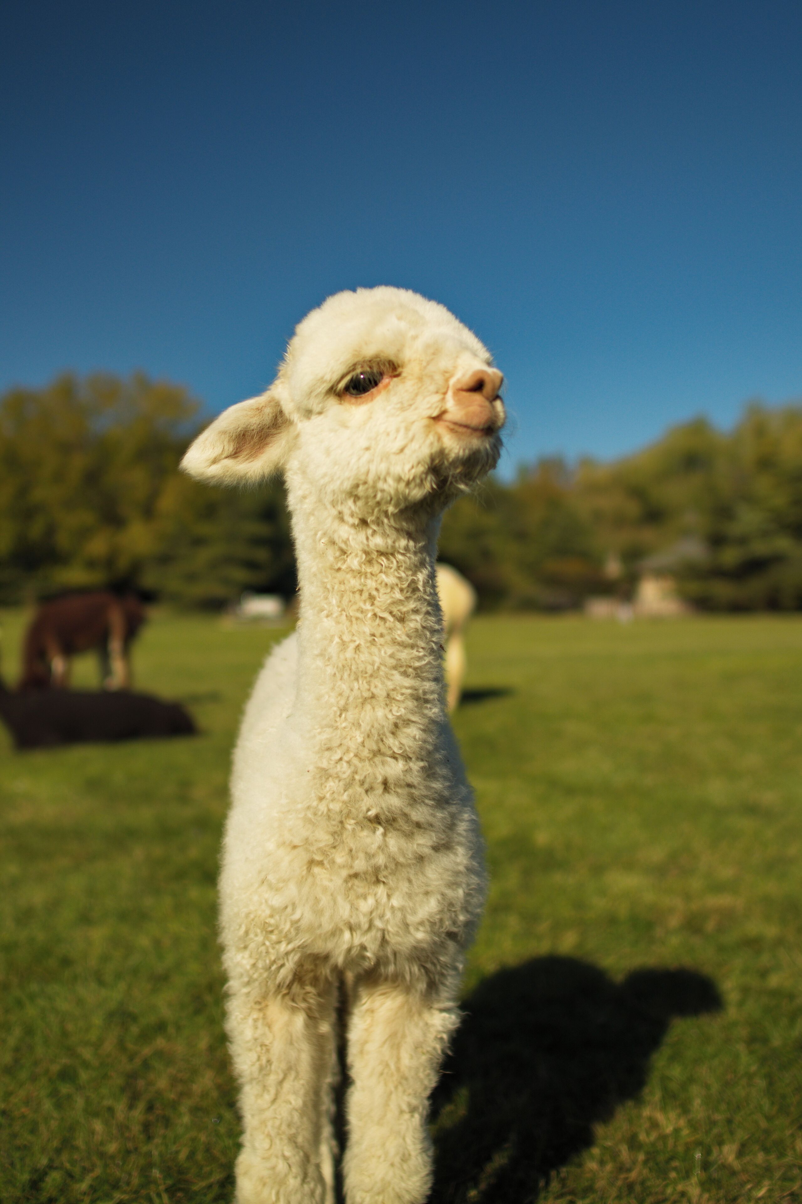 A close-up of a white llama in a grassy field with a clear blue sky and trees in the background.
