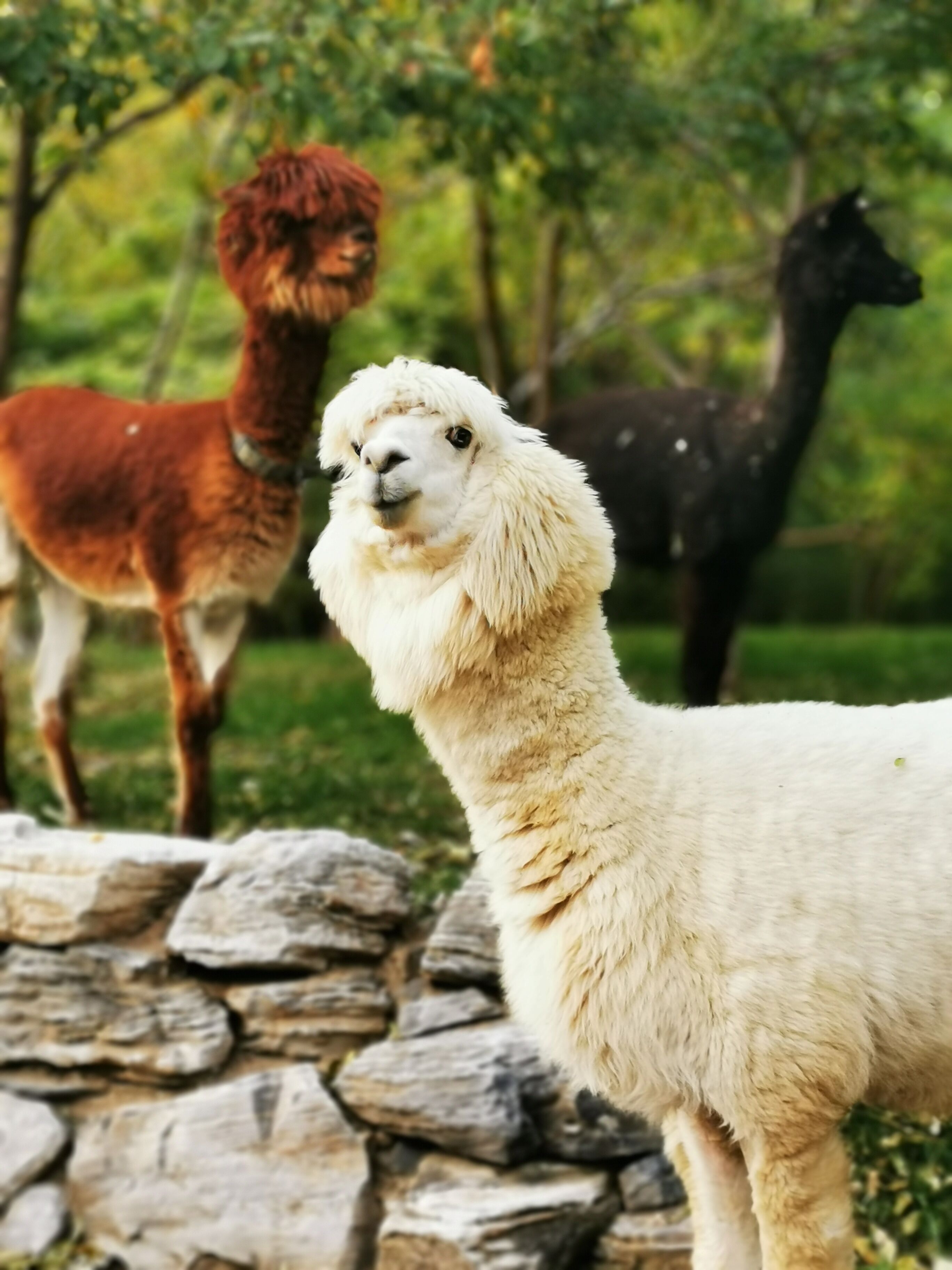 Un lama au pelage mouillé se tient devant un mur de pierre.