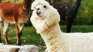 Un lama au pelage mouillé se tient devant un mur de pierre.