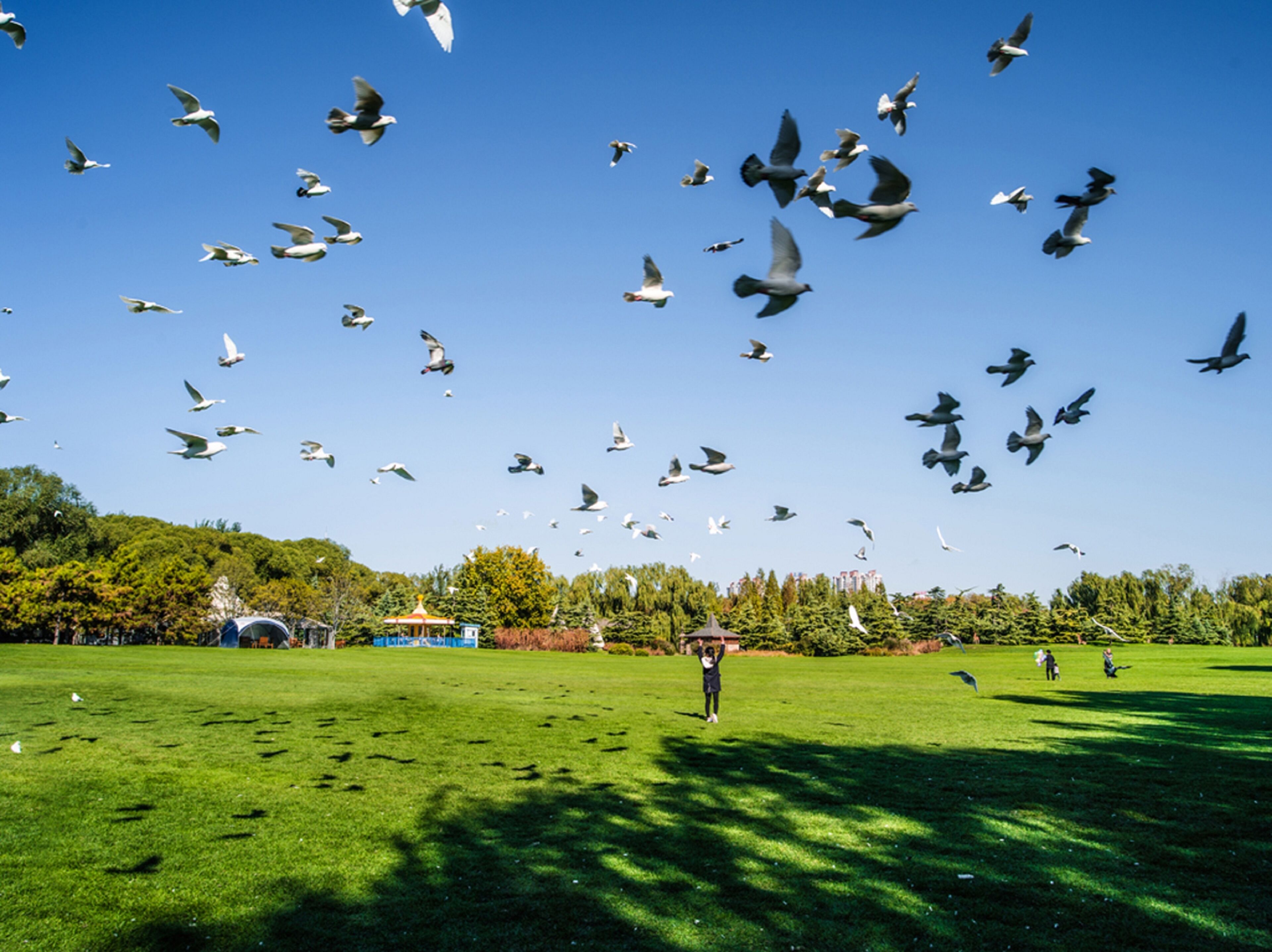 A park with a person standing in the middle of a grassy field, surrounded by trees and buildings in the background.